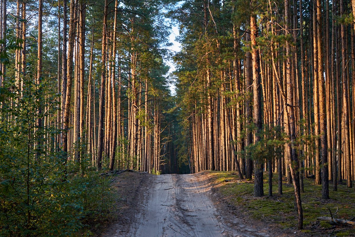 Вершининский сосновый бор.